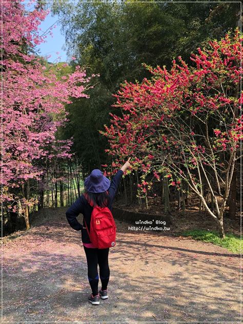 雲林賞櫻景點∥ 古坑草嶺 石壁風景區櫻花季 桃粉繽紛櫻花大道石壁社區櫻花美人谷環線九芎神木嘉南雲峰登山口 Windko 台韓遊趣