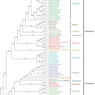 Maximum Likelihood Phylogram Of Polygonaceae As Inferred From Analysis