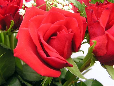 Red Roses Free Photo Download | FreeImages