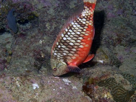 A Stoplight Parrotfish Sparisoma Viride Stock Image Image Of