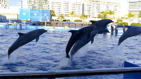 Oceanographic Valencia Dolphin Show L Oceanografic Dolphin Show D