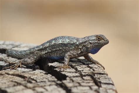 Western Fence Lizard The Taxon Of Peters Canyon Regional Park