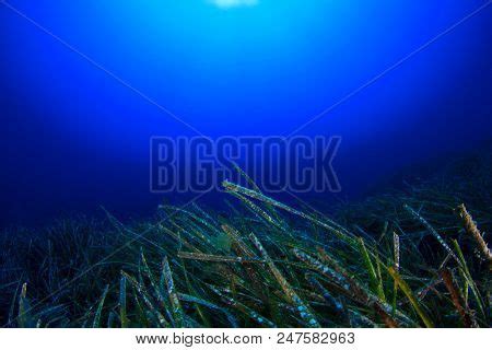 Underwater Seagrass Image & Photo (Free Trial) | Bigstock