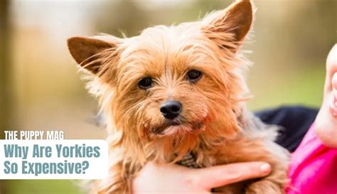 7 Simple Reasons Why Yorkies Are So Expensive The Puppy Mag