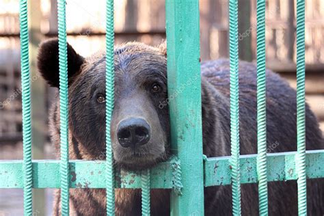 Bear Closed In Zoo Cage — Stock Photo © Kokhanchikov 3844612