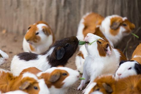 Skinny cavia - Avonturia