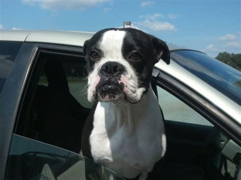 Rare Black And White Boxer Dog White Boxer Dogs Boxer Dogs Boxer