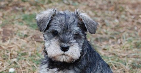 Our Miniature Schnauzer Females