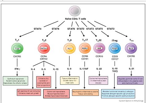 Figure From Characterization Of Cd T Cell Subsets In Allergy