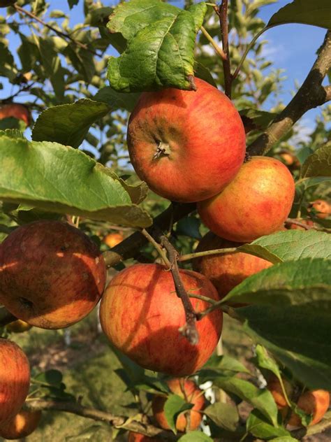 Malus Rubinette R CAC Apfel