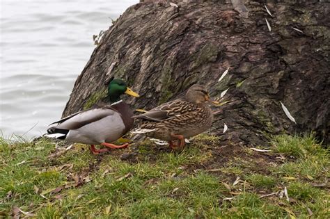 Canards Colvert Des Oiseaux Se Photo Gratuite Sur Pixabay Pixabay