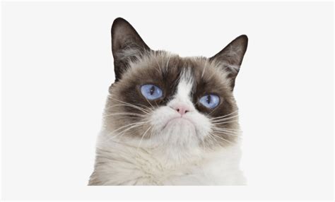 Grumpy Cat Clipart Background - Grumpy Cat Hiss Meme PNG Image ...