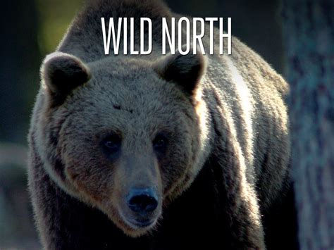 Watch Wild North | Prime Video