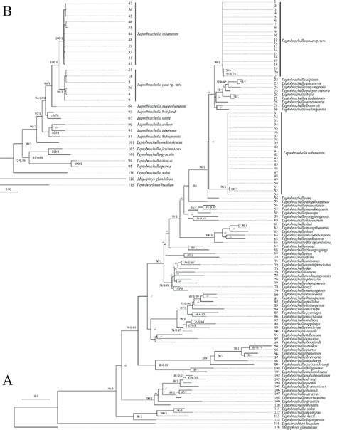 Phylogenetic Trees Respectively Based On The Mitochondrial 16S Gene And