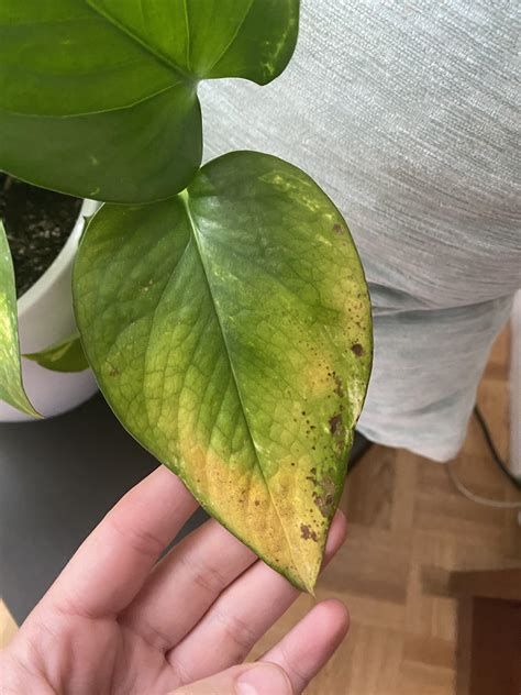 Help Several Leaves On My Pothos Are Turning Yellow R Plantclinic