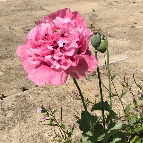 Papaver Somniferum Double Pink Opium Poppy Double Pink In