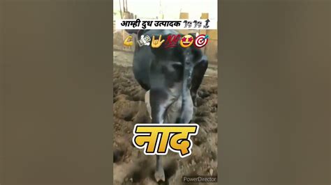 आम्ही दुध उत्पादक 🐄 🐄 Royal Farmer 🤴👑 नाद फक्त एकच Hf Lover 😍💖 Tu