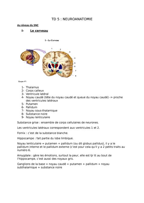 TD 5 Neuroanatomie TD 5 NEUROANATOMIE Au Niveau Du SNC I Le