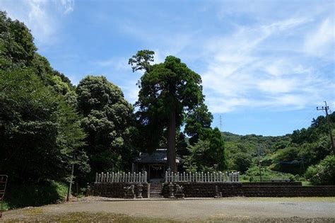 諏訪神社の大杉（上天草市・市指定天然記念物） 熊本の文化財めぐり