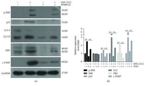 Hsp Inhibitor Snx Enhances Trail Induced Apoptosis Of Human