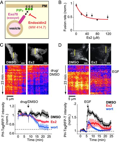 Acute Inhibition Of Exocyst Mediated Exocytosis Down Regulates