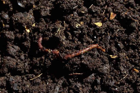 Jumping Worms Threat Experts Warn Gardeners Of The Invasive Species This Summer Nature World News