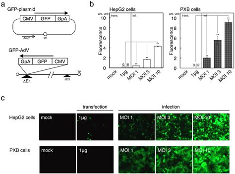 Transduction Efficiencies Of Gfp Using Plasmids And Advs A