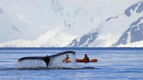 Kayaking With Whales in Antarctica | TravelAge West