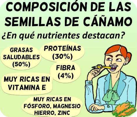 Top 40 Imagen Semillas De Girasol Composicion Nutricional Abzlocal Mx