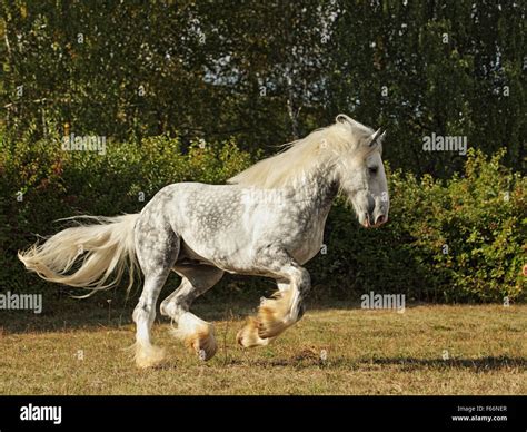 Shire Draft Horse Stallion Galloping In Fields Stock Photo Alamy