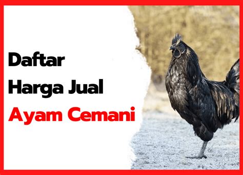 Mau Ternak Ayam Cemani Simak Dulu Harga Jual Ayam Cemani Berikut