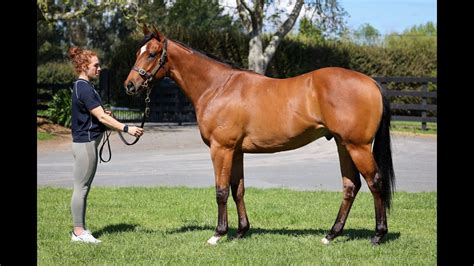 Regal Bloodstock Interesting Prospects Inglis Ready To Race Sale