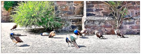 Gwydir Castle A Munster Of Peacock S In The Grounds Of Gwy Flickr