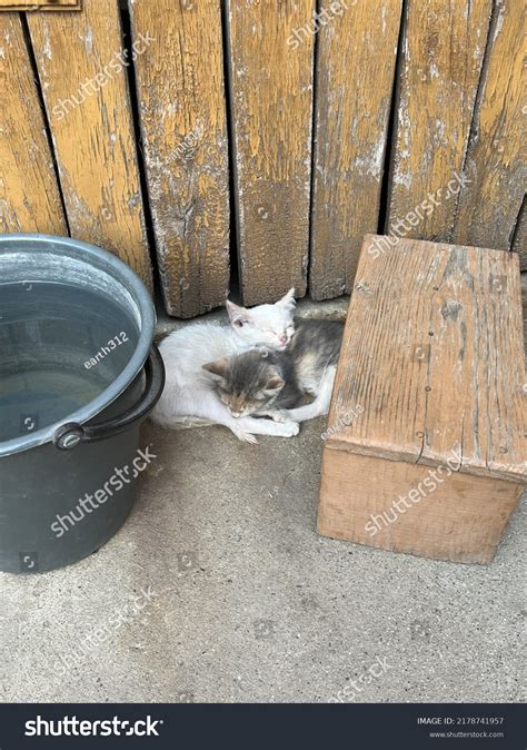 Two Cute Kittens Sleeping On Pavement Stock Photo 2178741957 Shutterstock