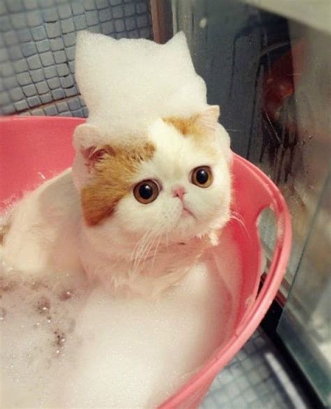 Ten Pictures of Cats in Bubble Baths That Will Make Anyone Smile