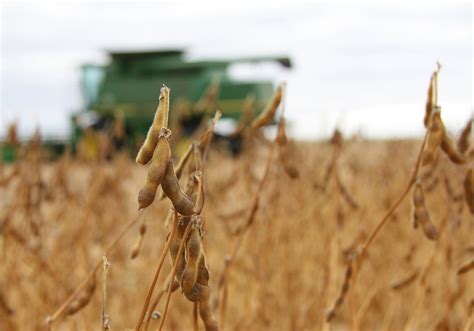 Revising Numbers On Brazil S Massive Soybean Crop The Western Producer