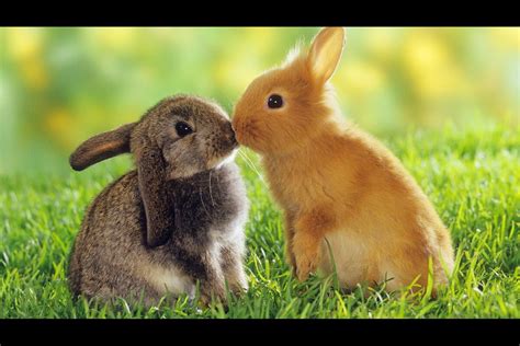 Cute Adorable Bunnies