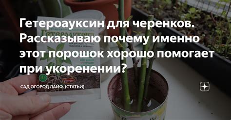 Гетероауксин для черенков. Рассказываю почему именно этот порошок ...