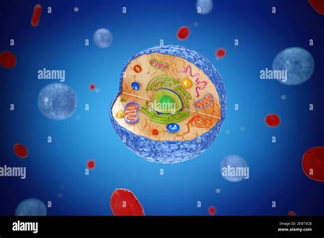 Internal Diagram Structure Of Human Cell Microscopic View On A Blue