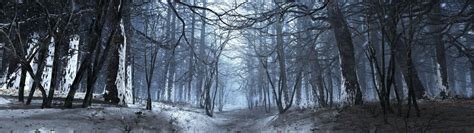 Fondos De Pantalla Luz De Sol Bosque Naturaleza Nieve Invierno Rama Hielo Escarcha