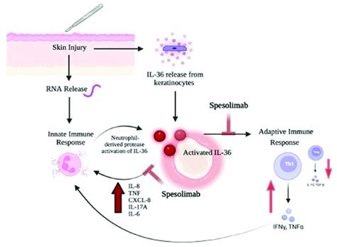 Interleukin 36 Il 36 Plays Key Role In The Inflammatory Cycle Of Download Scientific Diagram