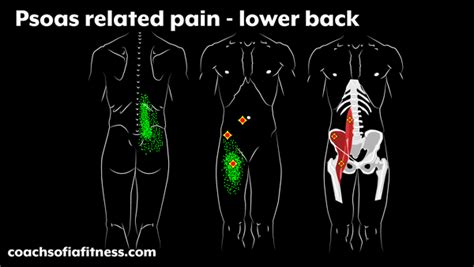 Tight Psoas Muscle Release Using Powerful 3 Step Method Atelier Yuwa