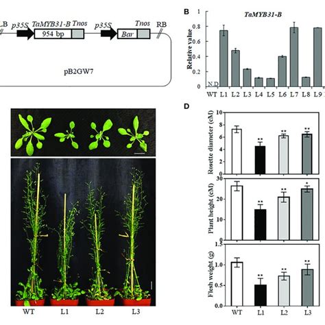 Generation Of Transgenic Arabidopsis Plants Overexpressing Tamyb31 B