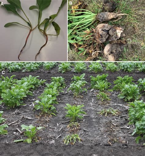 E Sugar Beet Plants Infected By Rhizoctonia Solani A Symptoms In