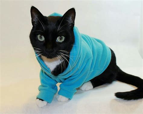 13 Adorable Outfits And Accessories For Your Cat Because Youre 100