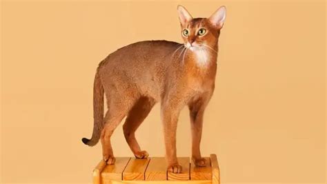 Abyssinian At Breed Information Photo Care History Fello Pet