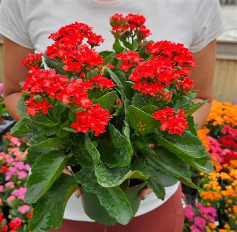 Live Kalanchoe Blooming Plant 45 Pot Flaming Katy Flowering