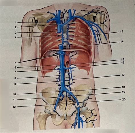 Major Veins Draining Thorax Abdomen Pelvis Diagram Quizlet