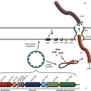 Comparison Of Filamentous Phage Genomes M13 Is Presented As The Type