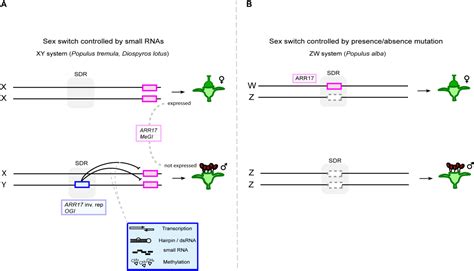 Frontiers The Diversity And Dynamics Of Sex Determination In